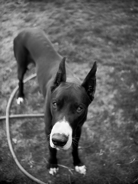 Great Dane in the yard, 1974