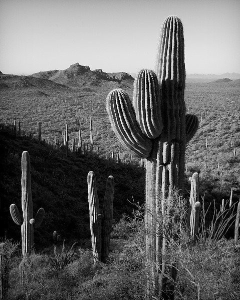 Saguaro Hillside, Superstition Mountains, Arizona, 2005