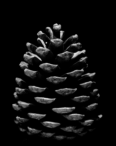 Pine Cone #3, 2007