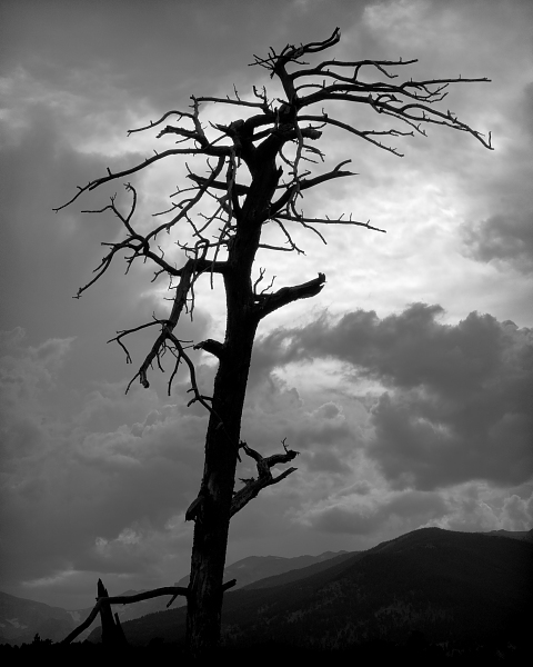 Dead tree, RMNP, 2007