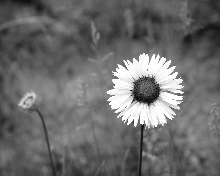 Daisy, 2010