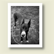 Great Dane in the yard, 1974