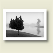 Tree in fog, Arizona, 2003