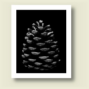 Pine Cone #3, 2007