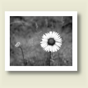 Daisy, 2010