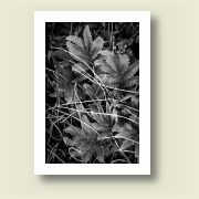 Untitled, 2010