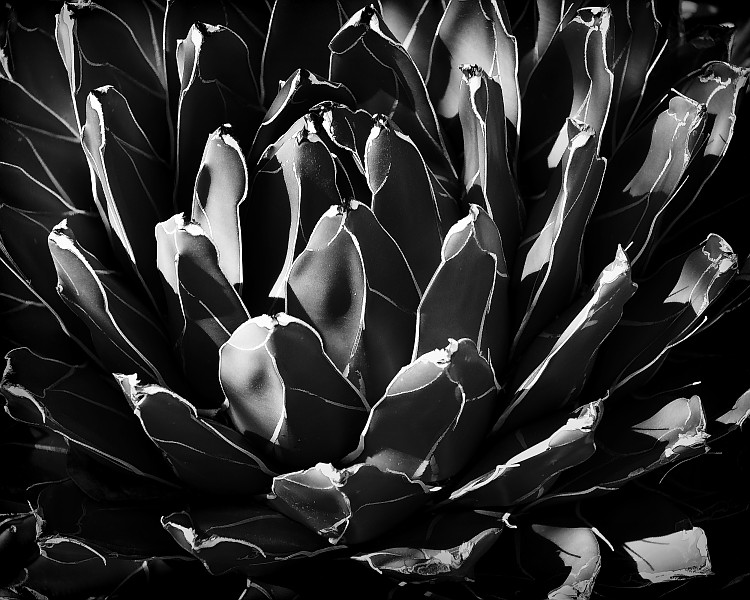 Untitled 1, 2009