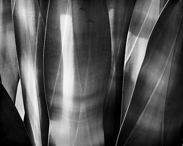 Untitled 6, 2009