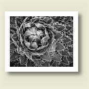 Untitled 4, 2009