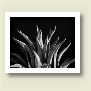 Untitled 8, 2009