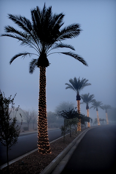 Holiday Palm Trees, Tempe, Arizona, 2006