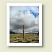 Saguaro Monolith, Superstition Mountains, Arizona, 2003