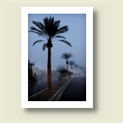 Holiday Palm Trees, Tempe, Arizona, 2006