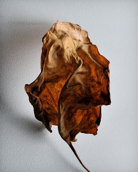 Untitled, 2009