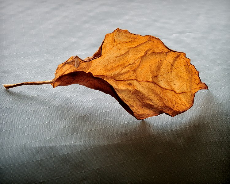 Untitled, 2009