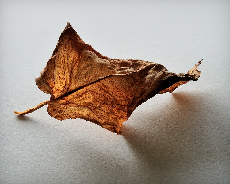Untitled, 2009
