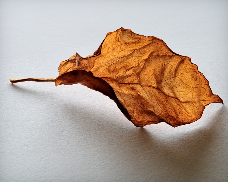 Untitled, 2009