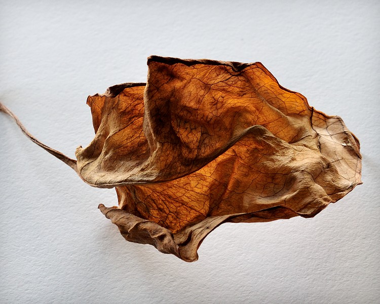 Untitled, 2009