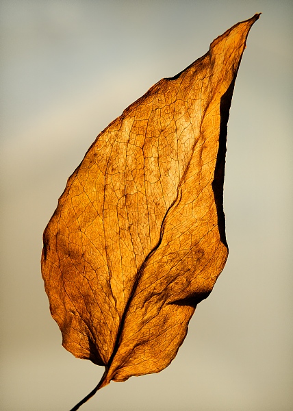 Untitled, 2011