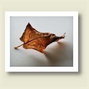 Untitled, 2009