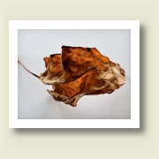 Untitled, 2009