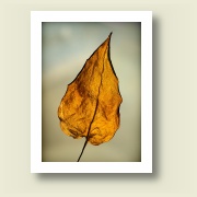 Dry Leaf, Tempe, Arizona, 2011