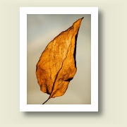 Untitled, 2011